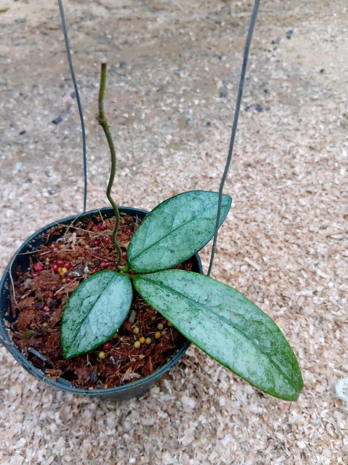 Hoya buntokensis 'Purnama Silver' – Ultra-Rare Tropical Wax Plant Live Epiphytic Specimen