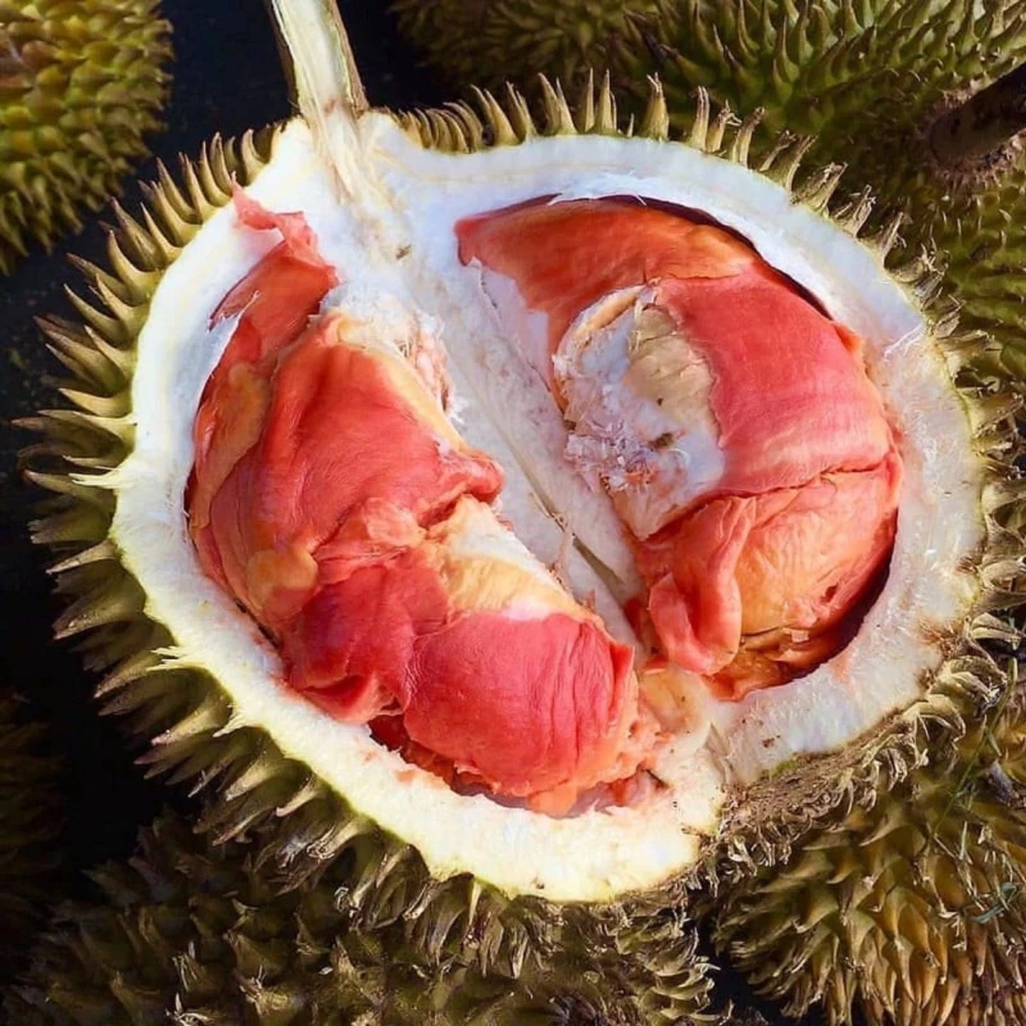Rainbow Durian Fruit Tree - Grafted Rare Tropical Variety