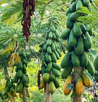 Bulk Meoslaen Papaya Seeds (Carica papaya 'Meoslaen') – 150+ Premium Fresh Rare Exotic Ultra-Sweet Papaya Seeds for Planting