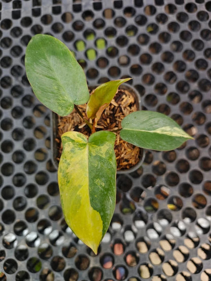 Stunning Philodendron Brown Beauty – Rare Hybrid (Florida Beauty × Black Billietiae) Tropical Plant