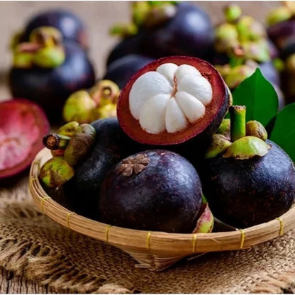 Kaligesing Mangosteen (Manggis Kaligesing) - Premium Grafted Rare Fruit Tree