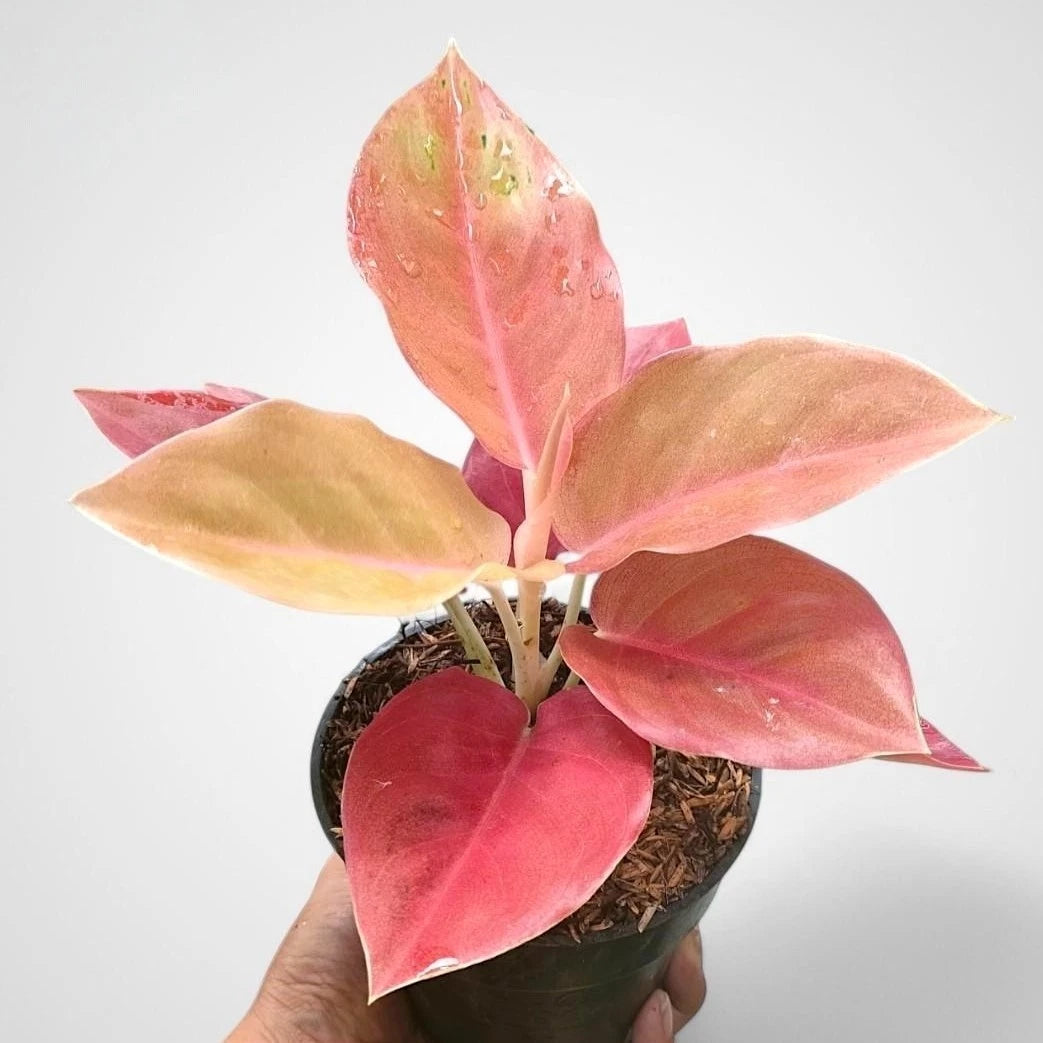Aglaonema 'Kochin Brown' - Unique & Earthy Tropical Houseplant