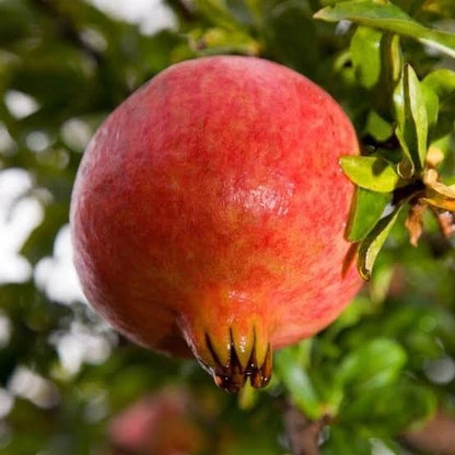 Mollar de Elche Pomegranate Seeds (Punica granatum) – 100 Premium Soft-Seeded Spanish Heirloom Sweet Grenadine Seeds