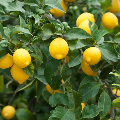 Lemon Meyer Seeds (Citrus × Meyeri) – Certified Heirloom Sweet Lemon Citrus Fruit Crop for Planting