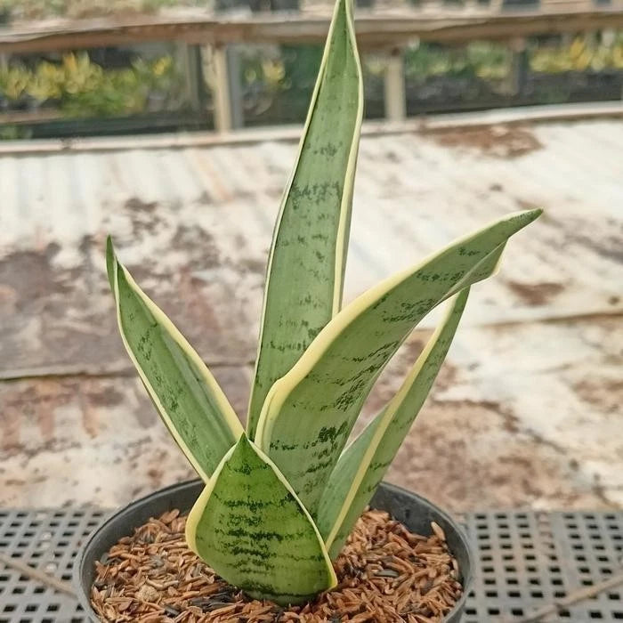 Sansevieria Silver Twisty – Rare Tropical Silver Snake Plant (Live Plant)