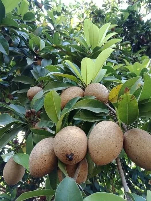Nang Klan Wan Sapodilla Seeds (Manilkara zapota) – 35+ Premium Rare Sweet Thai Chikoo Seeds