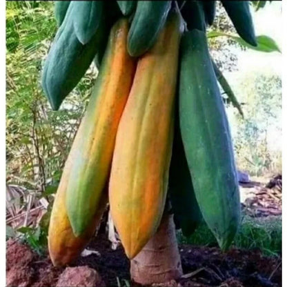 Kingsland Papaya Seeds (Carica papaya L. / 500+ High-Yield Tropical Fruit Tree Seeds) – Premium Exotic Botanical Specimen Plant Seeds for Planting