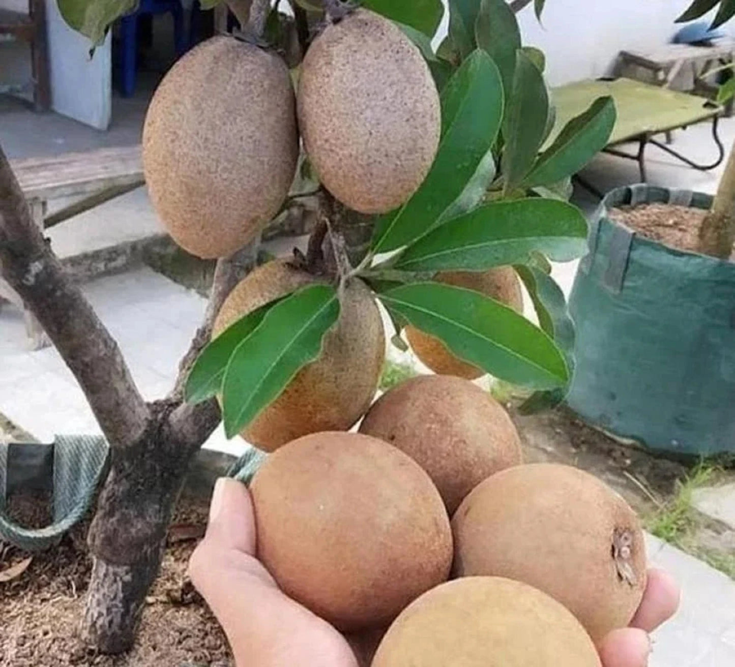 Grafted 'Sedan' Sapodilla (Sawo) – Premium Tropical Fruit Tree