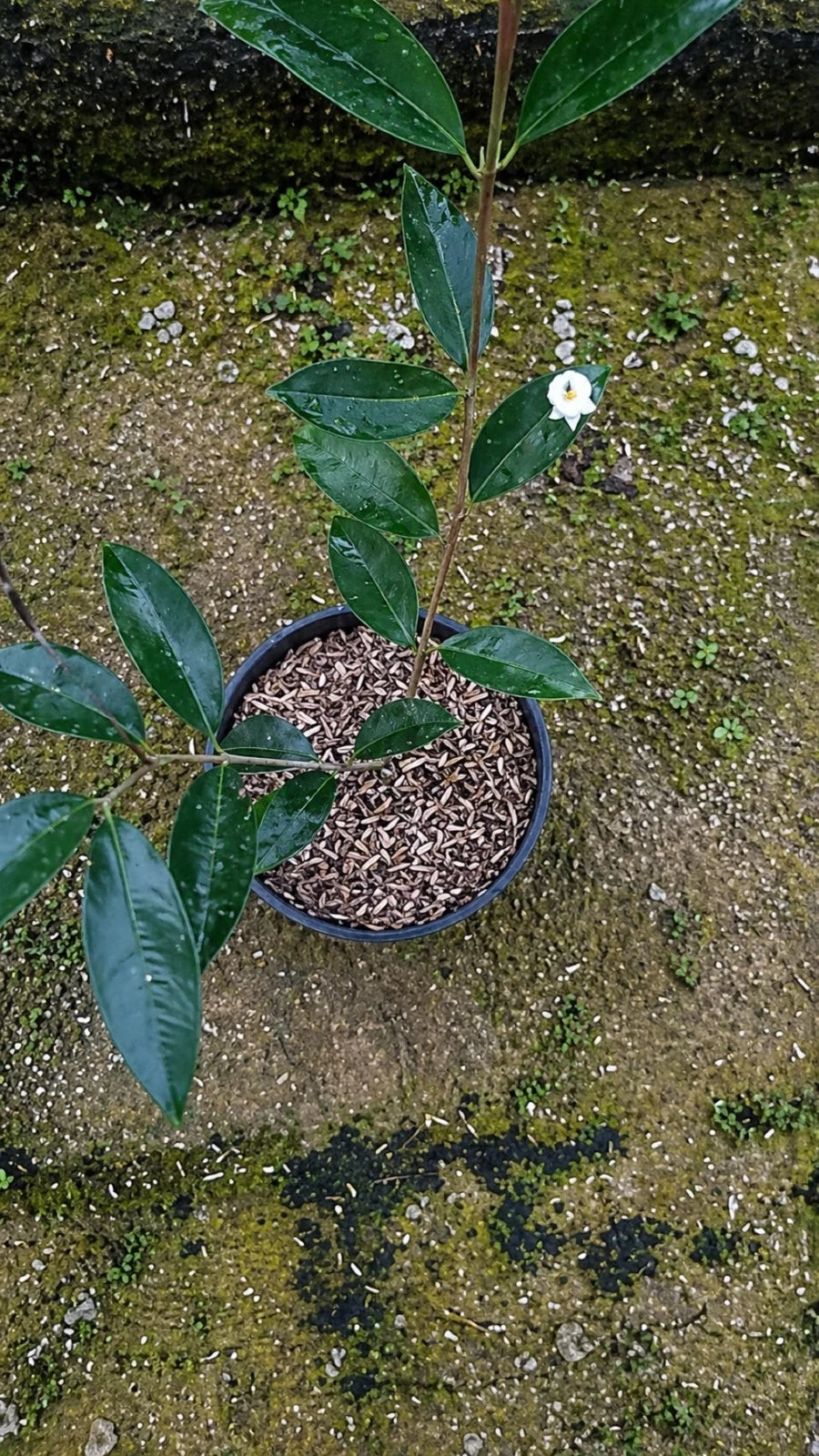 Hoya sammannaniana – Rare Exotic Tropical Wax Vine