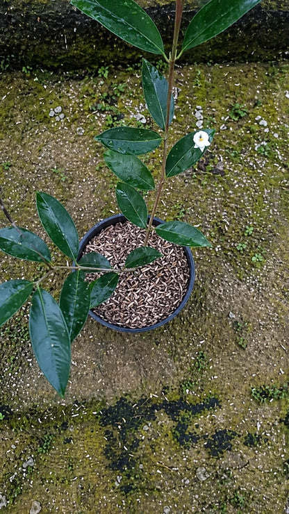 Hoya sammannaniana – Rare Exotic Tropical Wax Vine