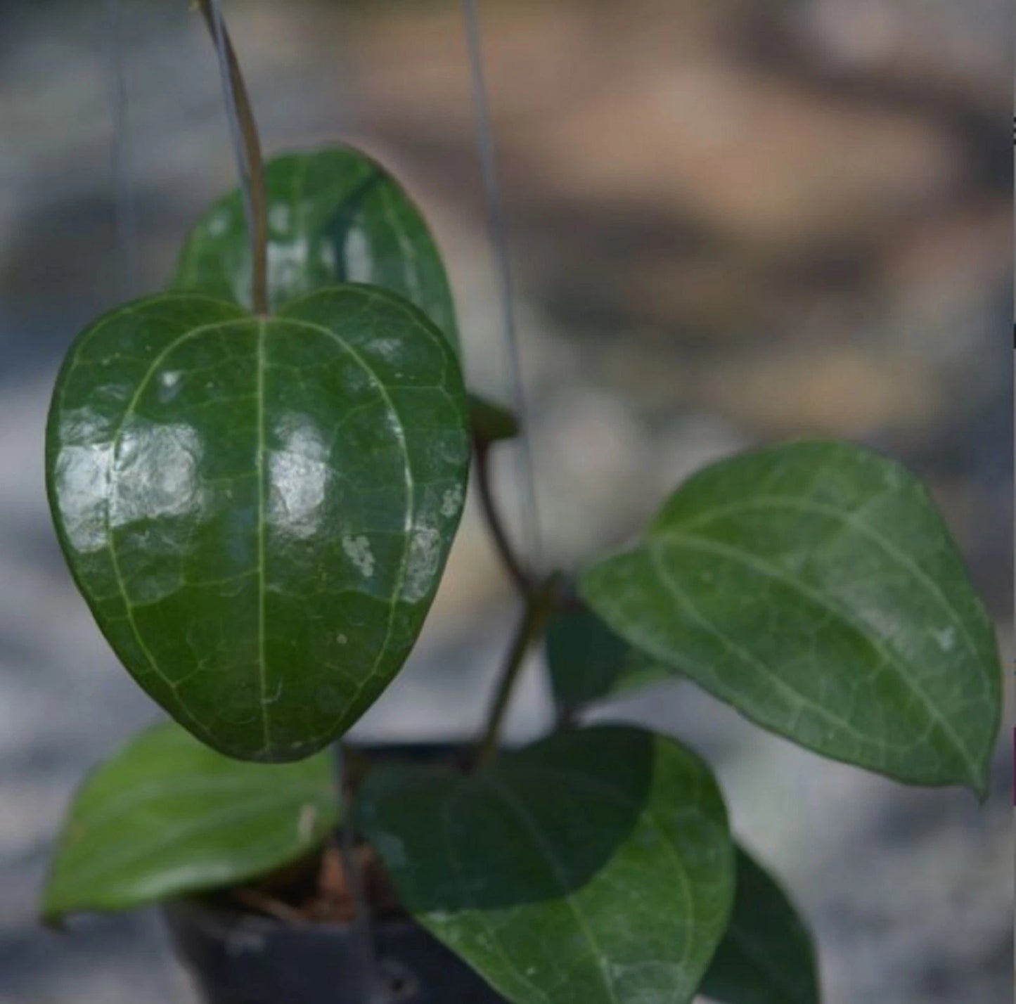 Rare Hoya Sarawak Live Plant - Exotic Tropical Collector's Houseplant