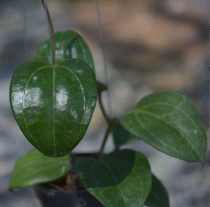 Rare Hoya Sarawak Live Plant - Exotic Tropical Collector's Houseplant
