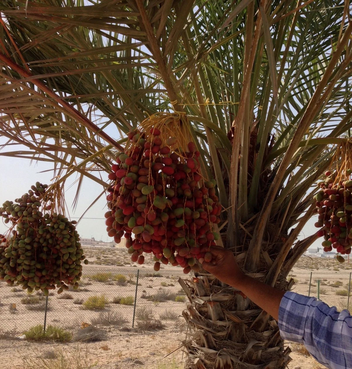 Red Zahidi Date Palm Seeds (Phoenix dactylifera) – 35+ Premium Rare Sweet Red Zahidi Date Seeds