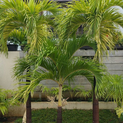 Christmas Palm (Veitchia merrillii) - Elegant Tropical Specimen