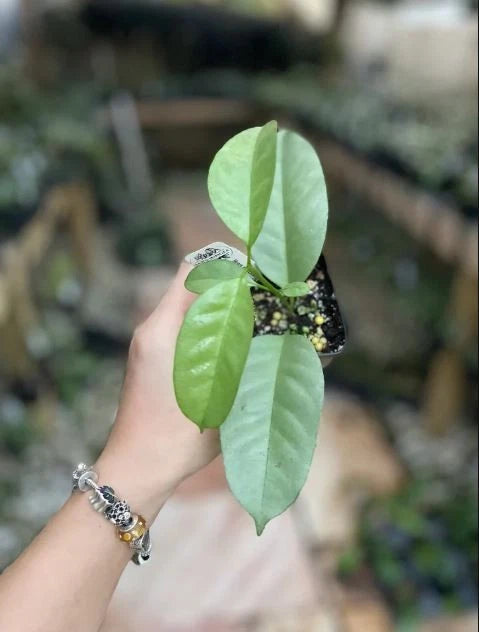 Stunning Hoya Multiflora Wonderphil Silver – Rare Tropical Wax Plant with Splash Variegation