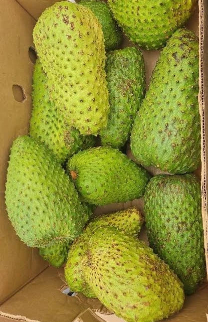'Sweet El Salvador' Soursop Seeds (Annona muricata) – Elite Exceptionally Sweet Botanical Specimen (Collectors Quality)