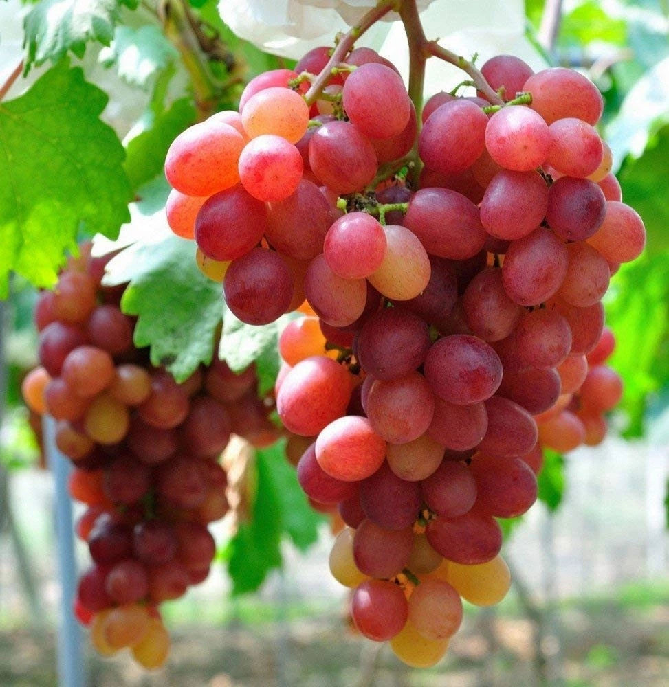 Premium Red Globe Grape Seeds (Vitis vinifera var. Red Globe) – Exotic Large-Fruited Red Table Grape Fruit Seeds for Planting (100+ Pcs)