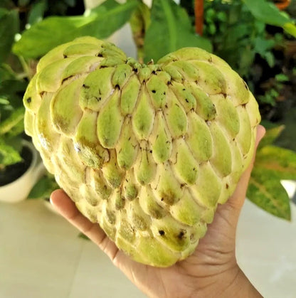 50++ Giant Custard Apple Seeds (Annona squamosa var. Jumbo Sugar Apple) – Premium High-Yield Exotic Tropical Fruit Plant Seeds for Planting