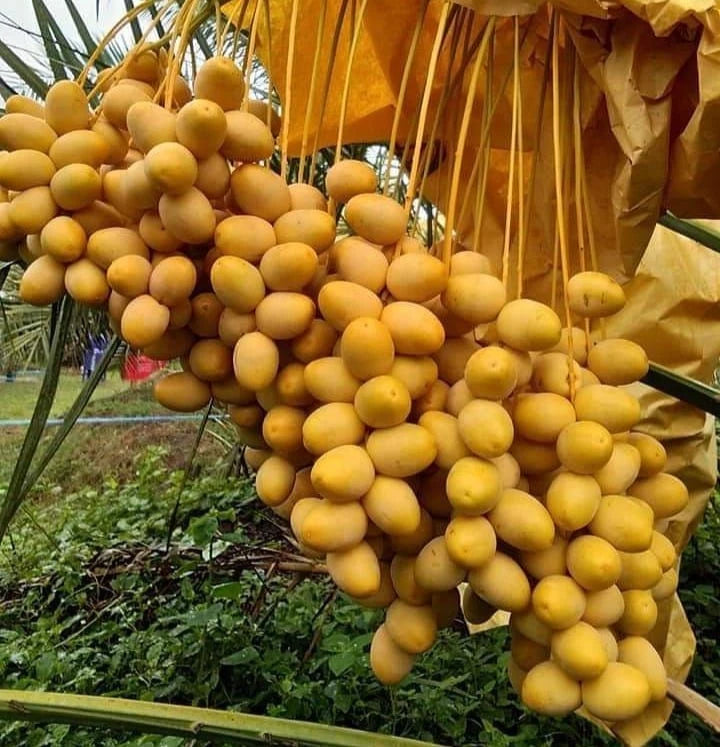 Barhi Yellow Date Palm (Phoenix dactylifera) – 35+ Premium Sweet Date Seeds