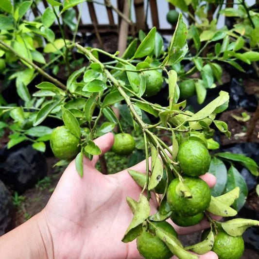 Citrus Lime Lemon Cui Seeds (Citrus amblycarpa / 1000+ Premium Rare Jeruk Limau & Calamansi Relative Fruit Seeds) – Premium Botanical Specimen Plant Seeds for Planting
