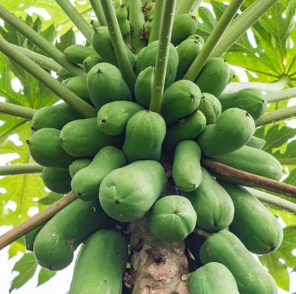 Red Sun Papaya Seeds (Carica papaya 'Red Sun') – 150+ Premium Fresh High-Yield Sweet Crimson Papaya Seeds