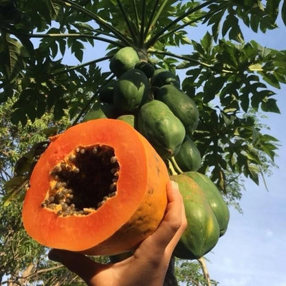 Dwarf Hybrid Papaya (Carica papaya) – 1,000+ Premium Seeds