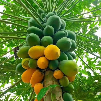 150+ Red Caribbean Papaya Seeds (Carica papaya) – Premium Sweet Tropical Fruit Plant Seeds for Planting