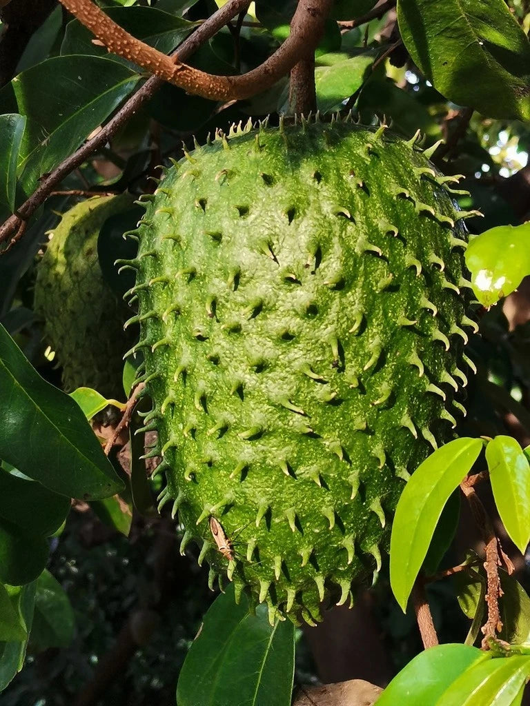 Bali Soursop Seeds (Annona muricata var. Bali) – Premium Sweet Creamy Tropical Guanabana Fruit Tree Seeds for Planting (100 Pcs)