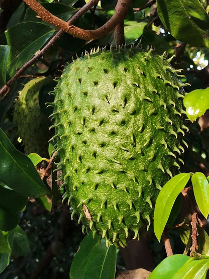 Bali Soursop Seeds (Annona muricata var. Bali) – Premium Sweet Creamy Tropical Guanabana Fruit Tree Seeds for Planting (100 Pcs)