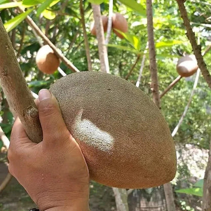 Grafted 'Mexican Jumbo' Sapodilla (Sawo) – Premium Tropical Fruit Tree