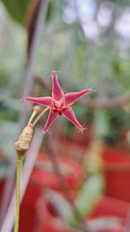 Rare Hoya Mini Peltata Sp Borneo - Premium Exotic Tiny Leaf Tropical Wax Plant