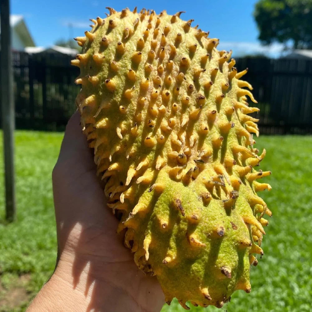 Golden Soursop Seeds (Annona muricata var. Lutea) – Premium Certified Rare Yellow-Fleshed Sweet Guanabana Custard Apple Fruit Tree Seeds for Planting