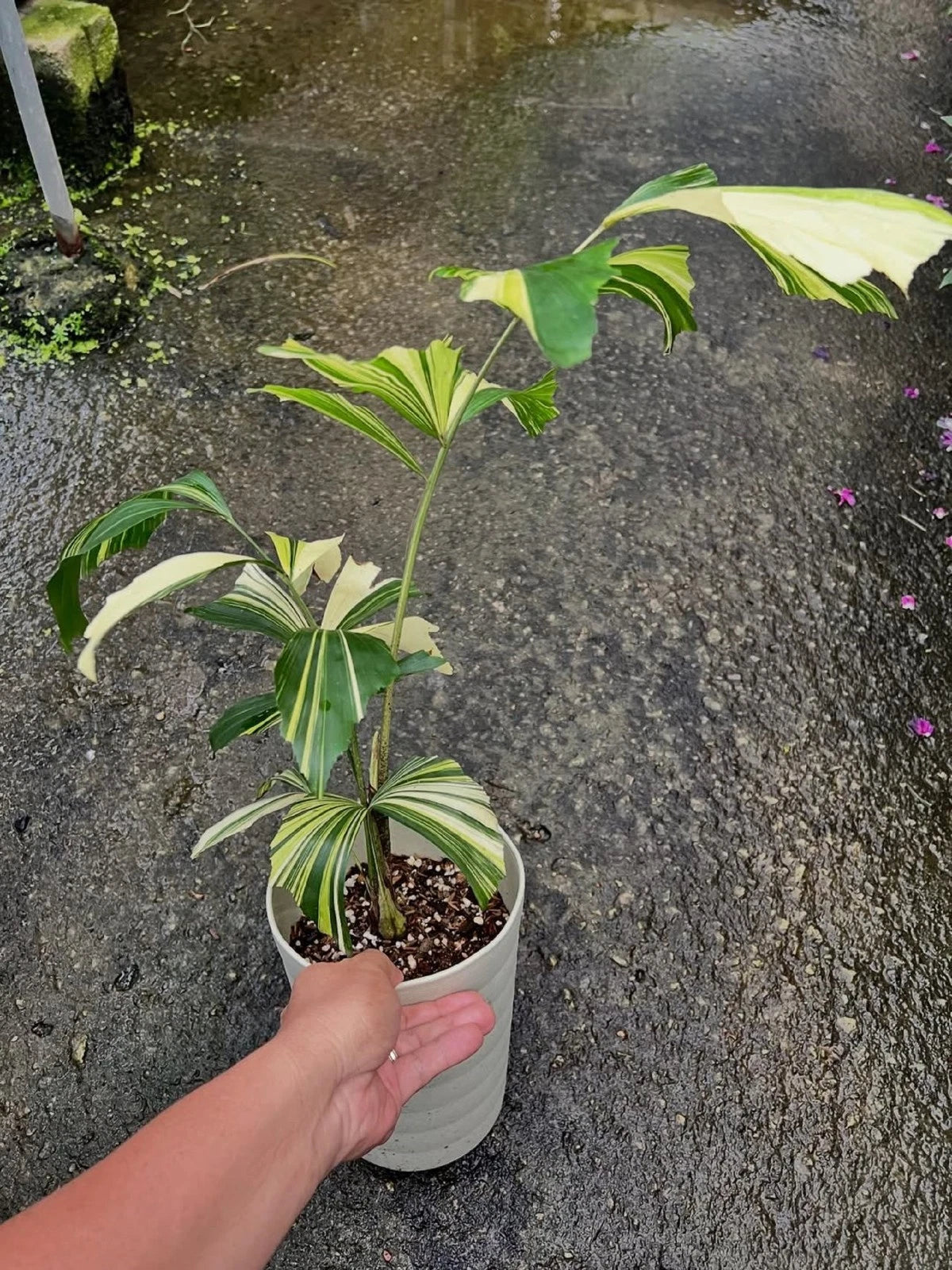 Caryota mitis - Fishtail Palm - Stunning Tropical Indoor Palm