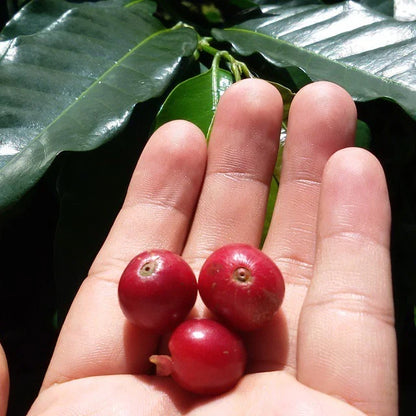 Ruiru 11 Coffee Seeds (120+ Bulk Seeds, Coffea arabica var. Ruiru 11) – Premium Disease-Resistant Kenyan Specialty Coffee Plant Seeds for Planting