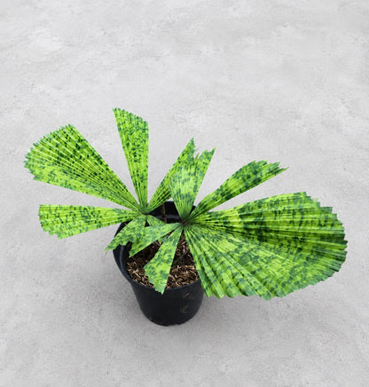 Licuala mapu – Extremely Rare Tropical Fan Palm