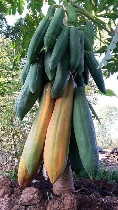 Kingsland Dwarf Papaya Seeds (Carica papaya var. Kingsland Dwarf) – Premium Sweet Red Pawpaw Tropical Fruit Tree Seeds for Planting (150 Pcs)