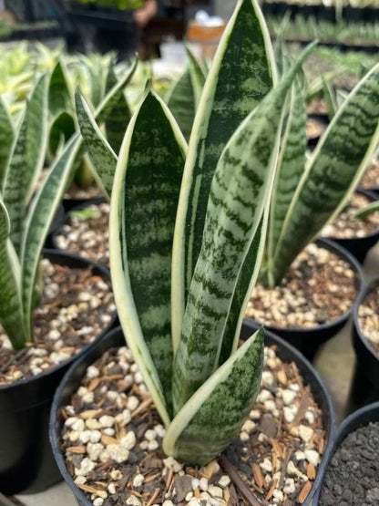 Sansevieria White Twisty Rare Snake Plant | Variegated Tropical Houseplant | Collector Sansevieria