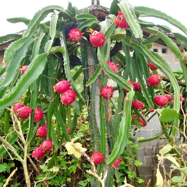 Sugar Dragon Fruit Seeds (Hylocereus guatemalensis) – 5.000+ Premium Red Pitaya Seeds
