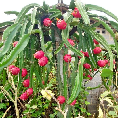 Sugar Dragon Fruit Seeds (Hylocereus guatemalensis) – 5.000+ Premium Red Pitaya Seeds