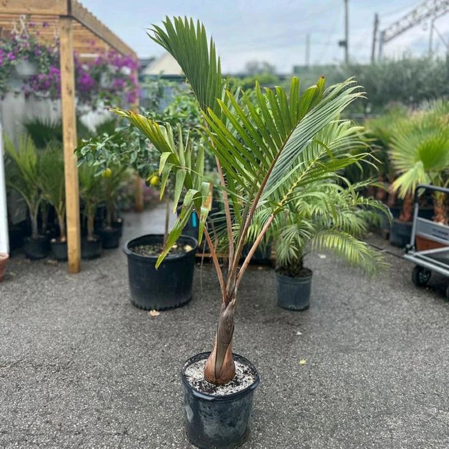 Rare Hyophorbe Lagenicaulis Bottle Palm - Premium Live Tropical Ornamental Plant