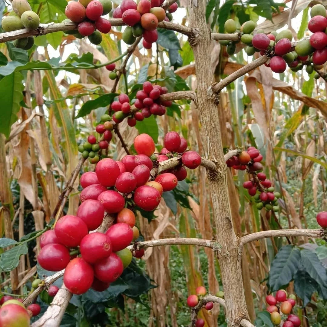 2000+ Premium Coffee Seeds (Coffea arabica var. Kent) – Certified Heirloom Kent Coffee Bean Crop Seeds for Planting