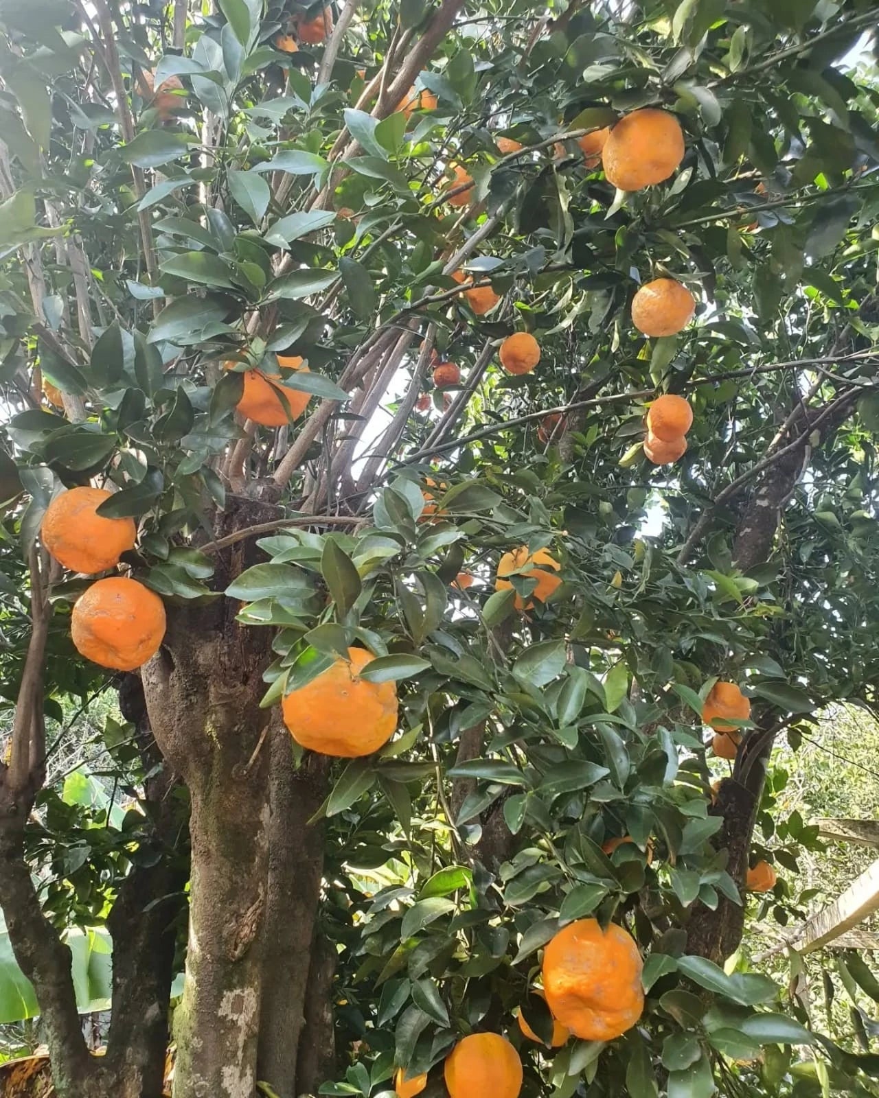 Ponkan Orange Seeds 300+ (Citrus reticulata 'Ponkan') – Bulk Heirloom Asian Mandarin Fruit Tree Seeds for Planting