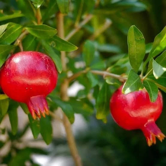 Bulk Parfianka Pomegranate Seeds (Punica granatum 'Parfianka') – 100+ Premium Fresh Rare Soft-Seeded Sweet-Tart Pomegranate Seeds for Planting