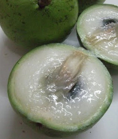 Green Star Apple (Chrysophyllum cainito) - Premium Grafted Exotic Fruit Tree