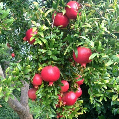 Bulk Kandhari Pomegranate Seeds (Punica granatum 'Kandhari') – 100+ Premium Fresh Rare Deep Crimson Sweet Kandhari Pomegranate Seeds for Planting