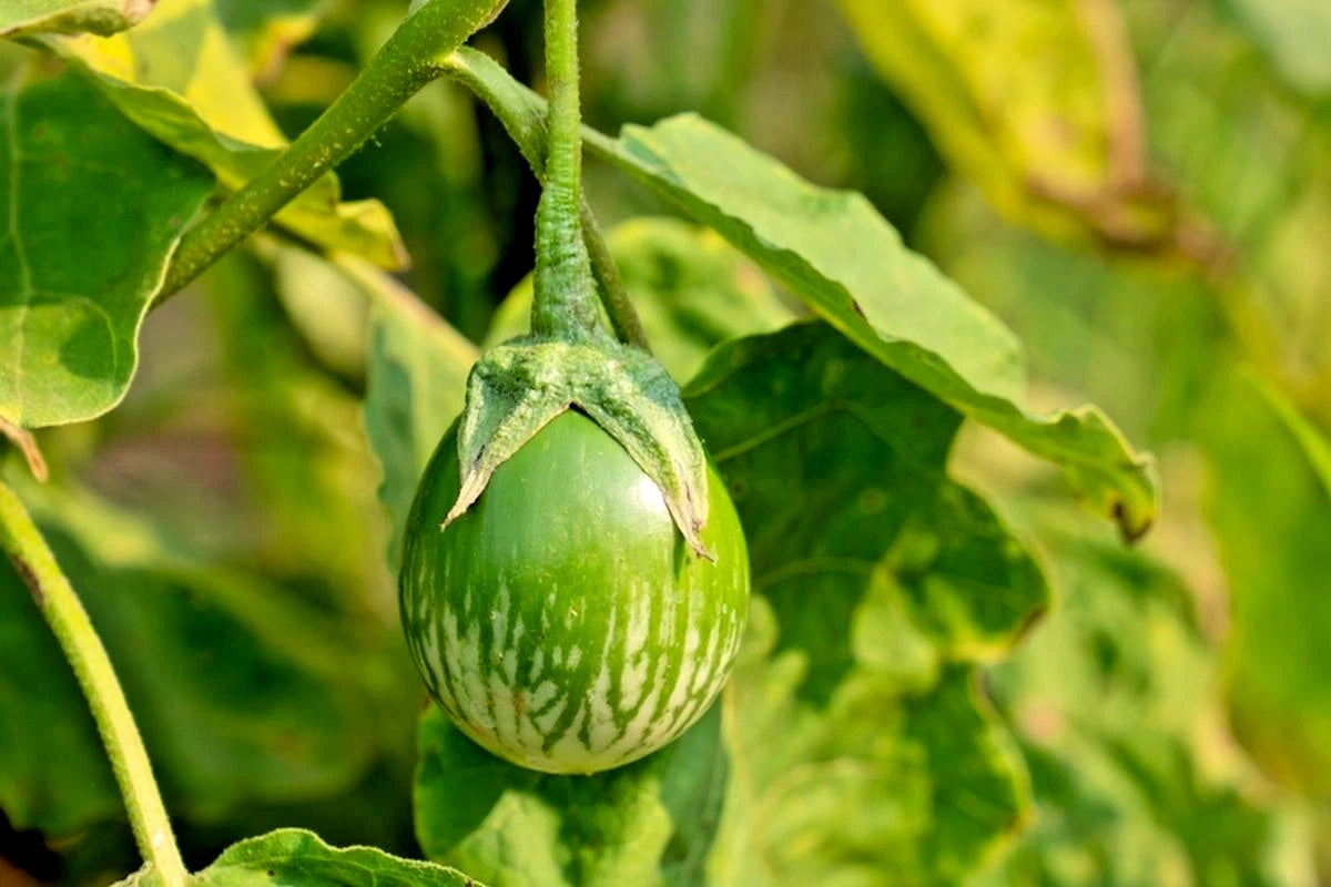 Green Thai Eggplant Seeds (Solanum melongena 'Green Thai') – 1,000+ Premium Fresh Heirloom Round Green Thai Eggplant Seeds