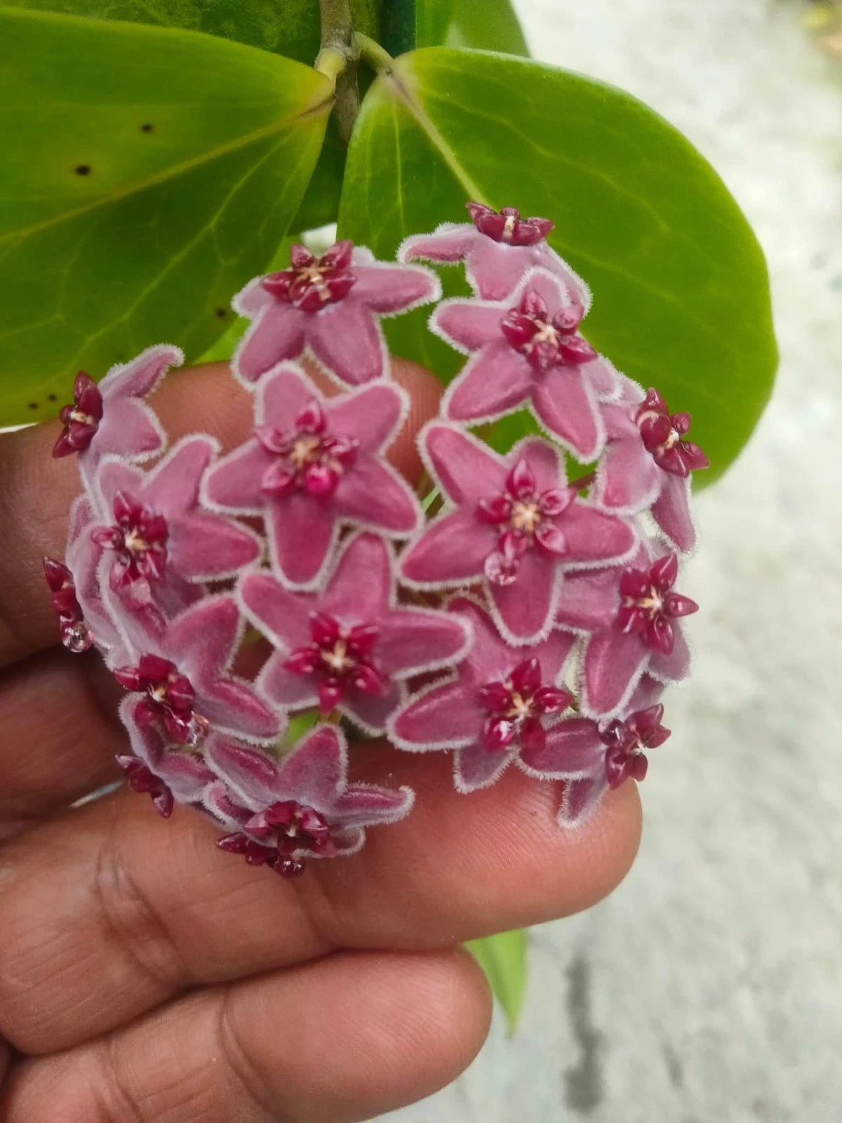Hoya Globulifera - Rare & Captivating Tropical Wax Plant