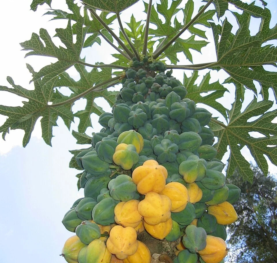 Mountain Papaya Seeds (Vasconcellea pubescens) – Rare High-Altitude Botanical Specimen (Collectors Quality)