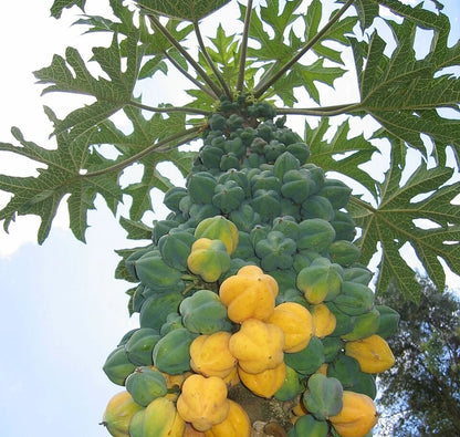 Mountain Papaya Seeds (Vasconcellea pubescens) – Rare High-Altitude Botanical Specimen (Collectors Quality)