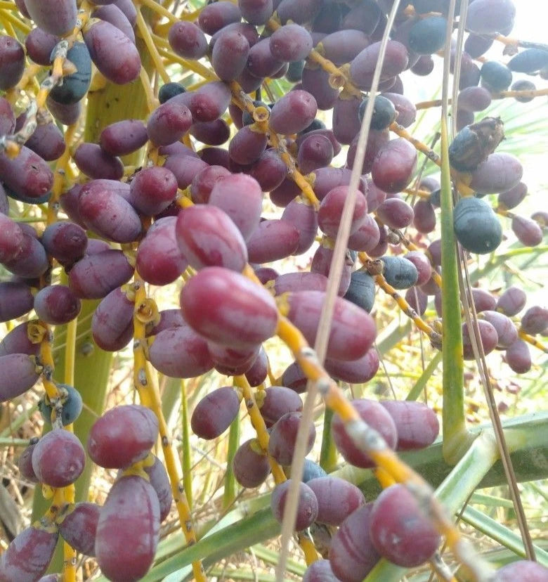 Gondela Date Palm Seeds (Phoenix dactylifera) – 35+ Premium Gondeh Date Seeds